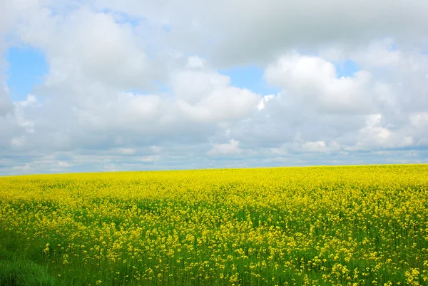Campo verde com flores amarelas — Fotografia de Stock