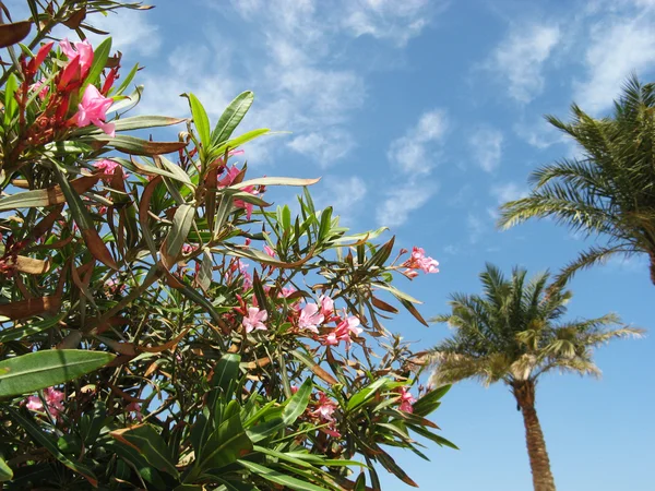 stock image Blossoming bush