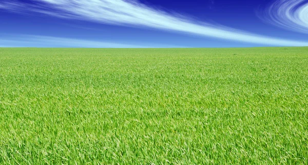 Zelené trávníkové pole a modrá oblačná obloha — Stock fotografie