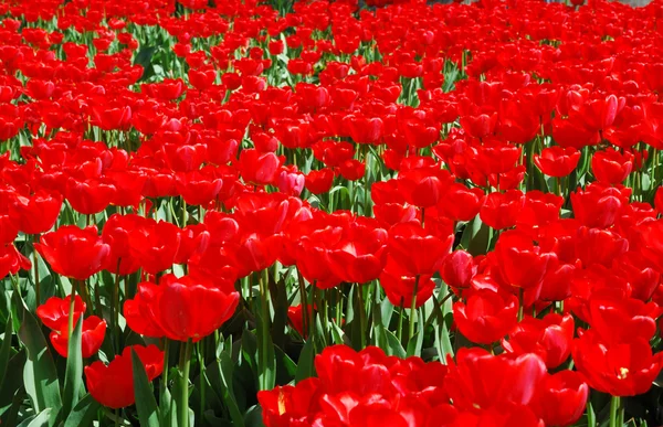 stock image Red tulips background