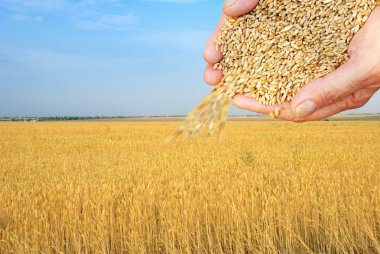 Wheat field and falling grain in arms clipart
