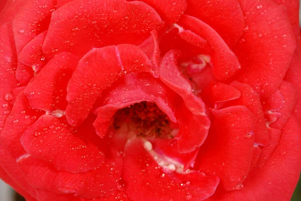 Rød rose-nærhet – stockfoto