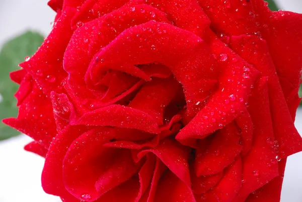 stock image Red rose closeup