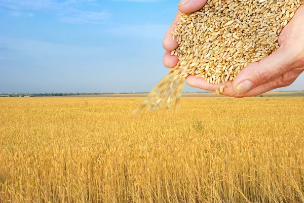 Wheat field and falling grain in arms — Stock Photo, Image