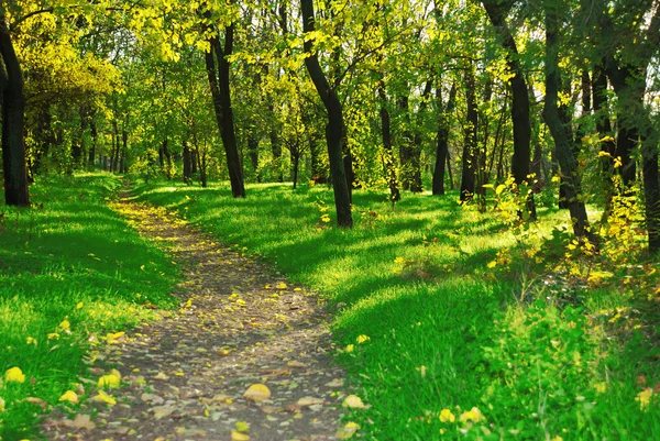 stock image Autumn park