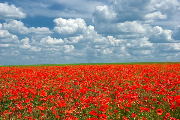 Poppy meadow landscape — Stock Photo, Image