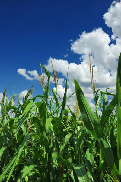 Pole kukurydzy na zachmurzone niebo niebieskie — Zdjęcie stockowe