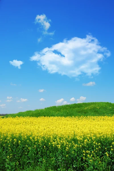 Green hill on canola field — Stock Photo, Image