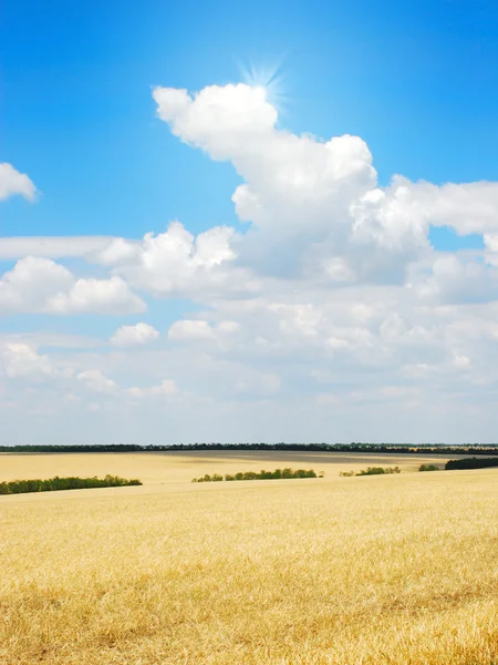 Campo de trigo sobre céu azul nublado — Fotografia de Stock