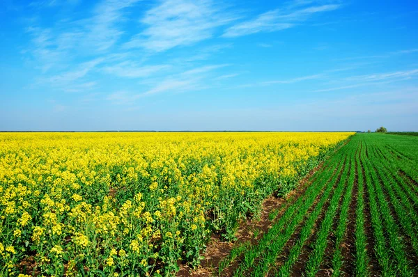 Spring rural field landscape — Stock Photo, Image
