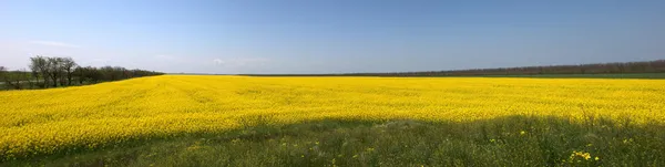 Panorama van canola veld — Stockfoto
