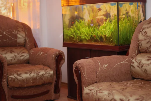Furniture and aquarium interier with plant — Stock Photo, Image