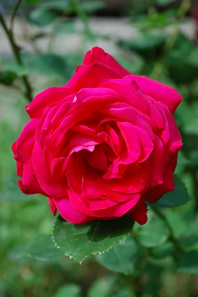 stock image Red rose closeup