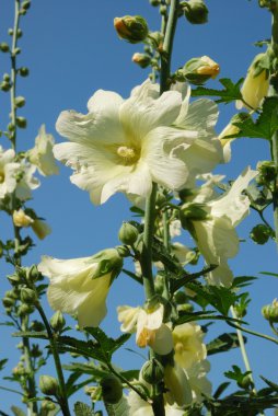 üzerine açık mavi gökyüzü güzellik beyaz çiçekler