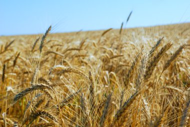 Wheat field over clear blue sky clipart