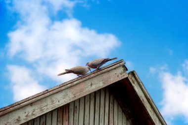 Çift güvercin çatıda oturup