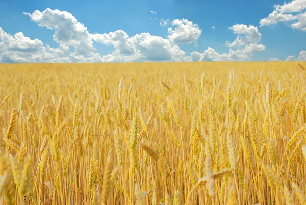 밀밭 흐린 푸른 하늘 위로 — 스톡 사진