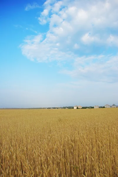 Buğday alan üzerinde bulutlu gökyüzü mavi — Stok fotoğraf