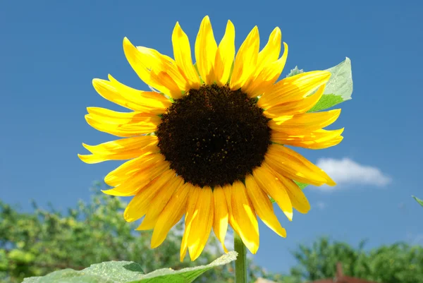 Yksin auringonkukka — kuvapankkivalokuva