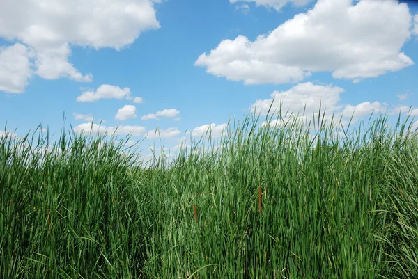 River cane over cloudy blue sky — Stock Photo, Image