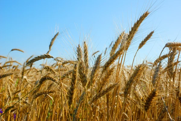 Wheat field over clear blue sky — Stock Photo, Image