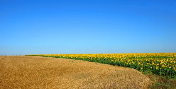 Pšeničné pole nad jasné modré oblohy — Stock fotografie