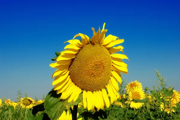Alone sunflower — Stock Photo, Image