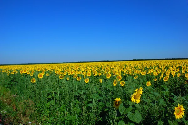 Zonnebloem veld over bewolkt blauwe hemel — Stockfoto