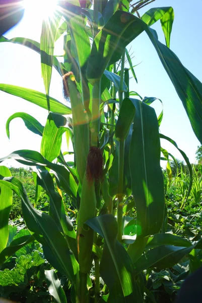 Kukuřice nad sluneční paprsky — Stock fotografie