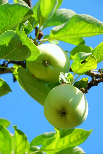 Яблука на дереві — стокове фото