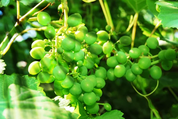 stock image Green grape in sunbeams