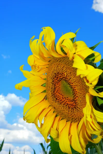 Yksin auringonkukka — kuvapankkivalokuva