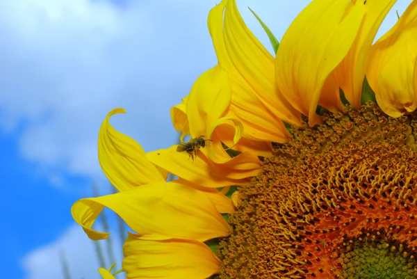 Alone sunflower — Stock Photo, Image