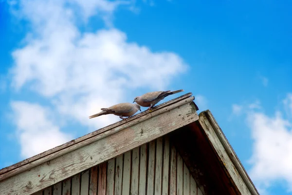 stock image Couple doves sit on roof