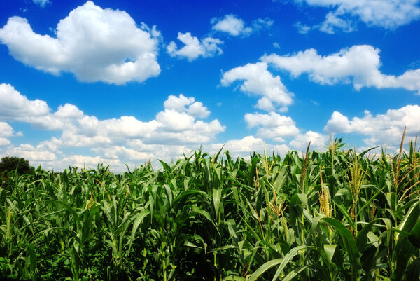 Кукурузное поле над облачным голубым небом
