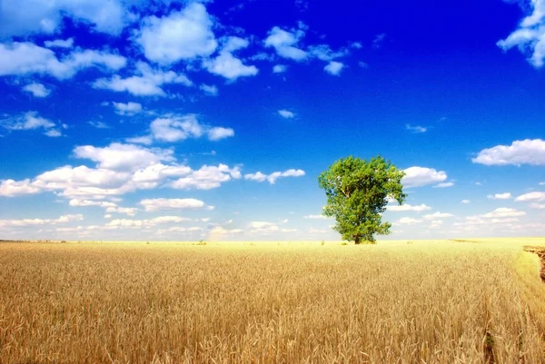 Sam drzewa w polu pszenicy — Zdjęcie stockowe