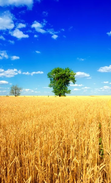 Seul arbre dans le champ de blé — Photo