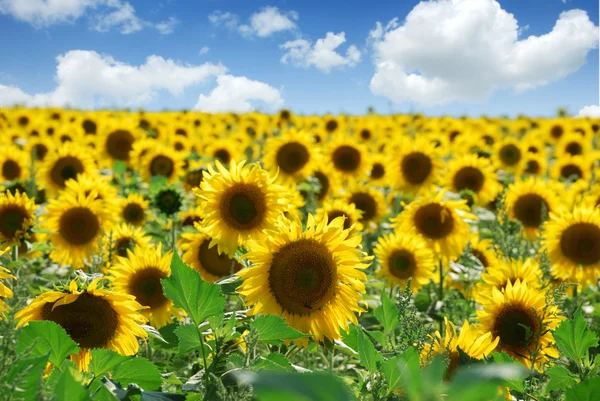 Sunflower field over cloudy blue sky — Stock Photo, Image