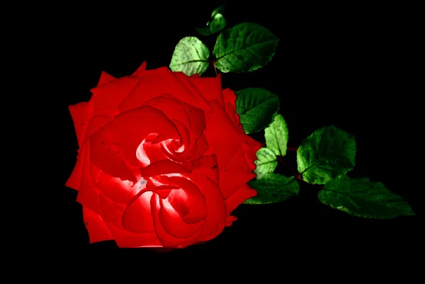 Konzept der roten Rose — Stockfoto