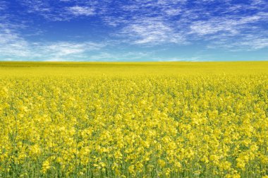 Canola field clipart