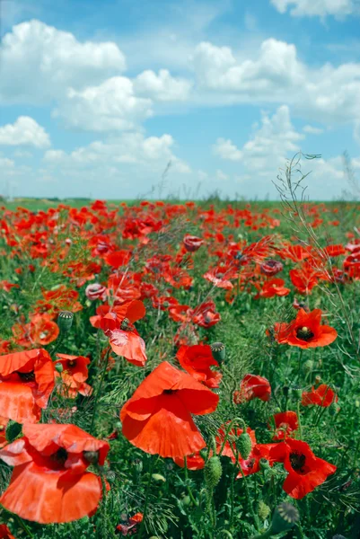 stock image Poppy flowers on meadow