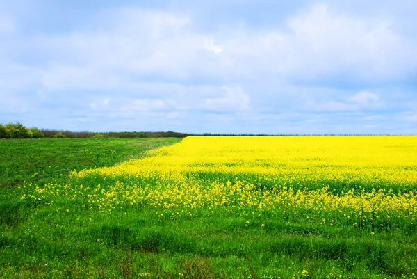 Groen veld met gele bloemen — Stockfoto