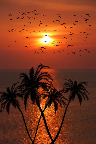 stock image Big palm W and birds over tropical sunse