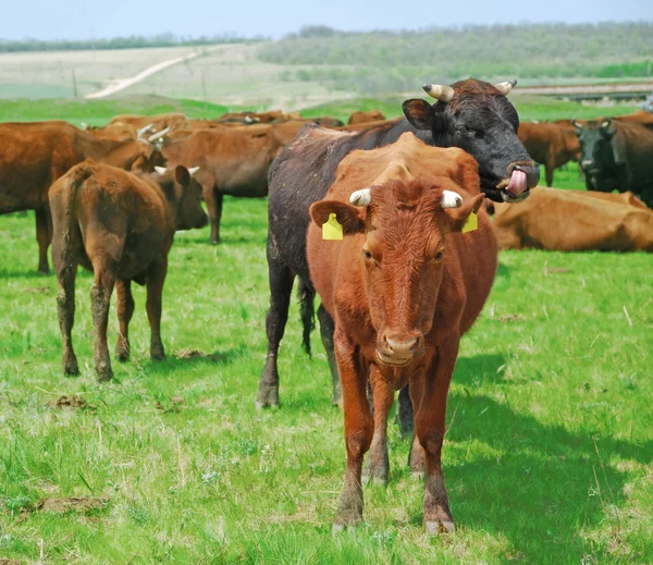 Krávy na louce Stock Obrázky
