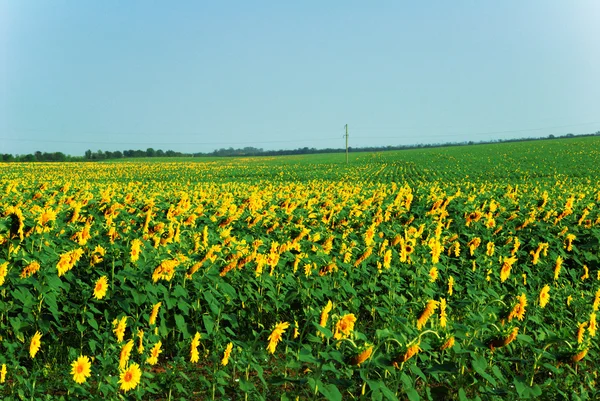 Słonecznikowe pole na błękitne niebo — Zdjęcie stockowe