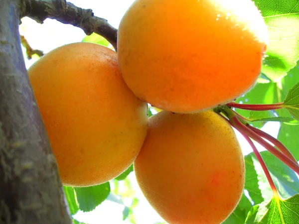 Apricots on branch — Stock Photo, Image