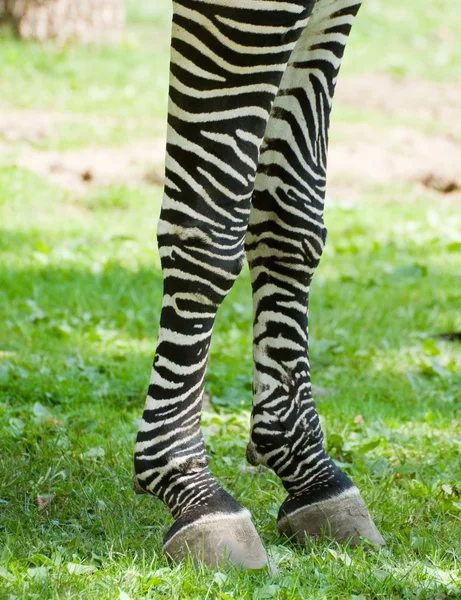 Zebra benen — Stockfoto