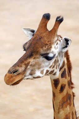 Giraffe in prague zoo clipart