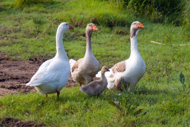 Goose on green grass background clipart