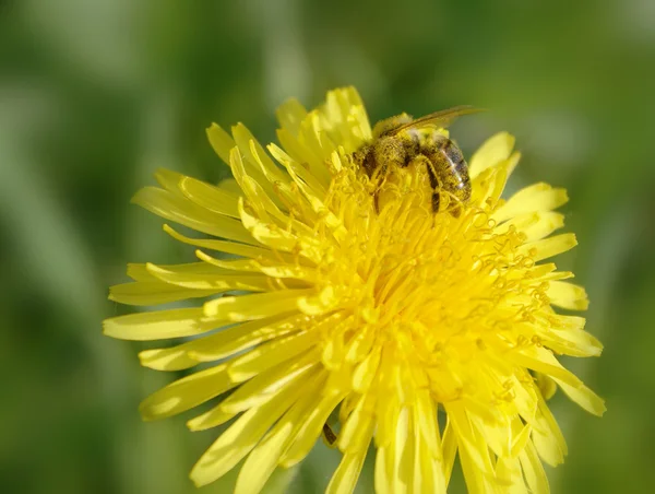 stock image Bee on flower